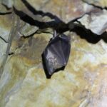 Fledermaus in Höhle